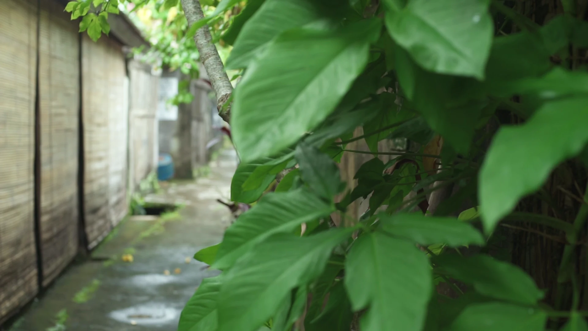 A green village path in Bali, the opening frame of the Pugur documentary.