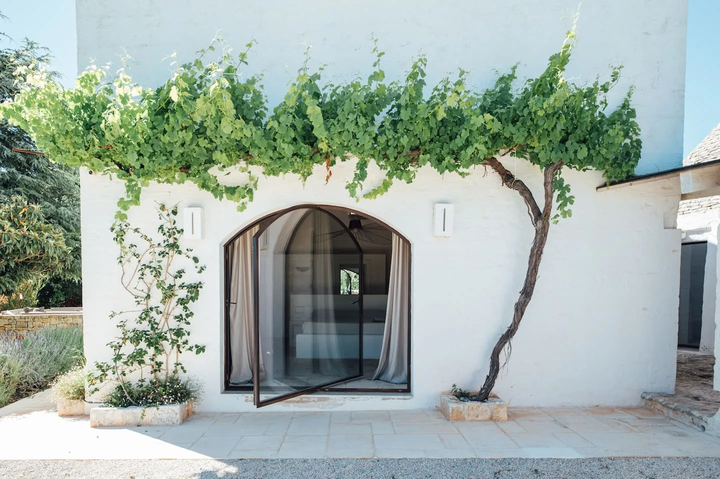 Garden entrance framed by an old vine